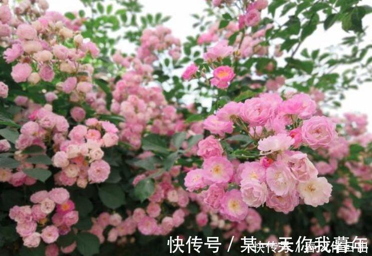 花苞|4种花不怕旱、不怕晒，好养易爆盆，越热开花越多，枝头花苞满