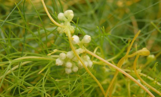 过家家|没有叶子没有根,生命力强的可怕,在农村是害草,城里却收30一斤