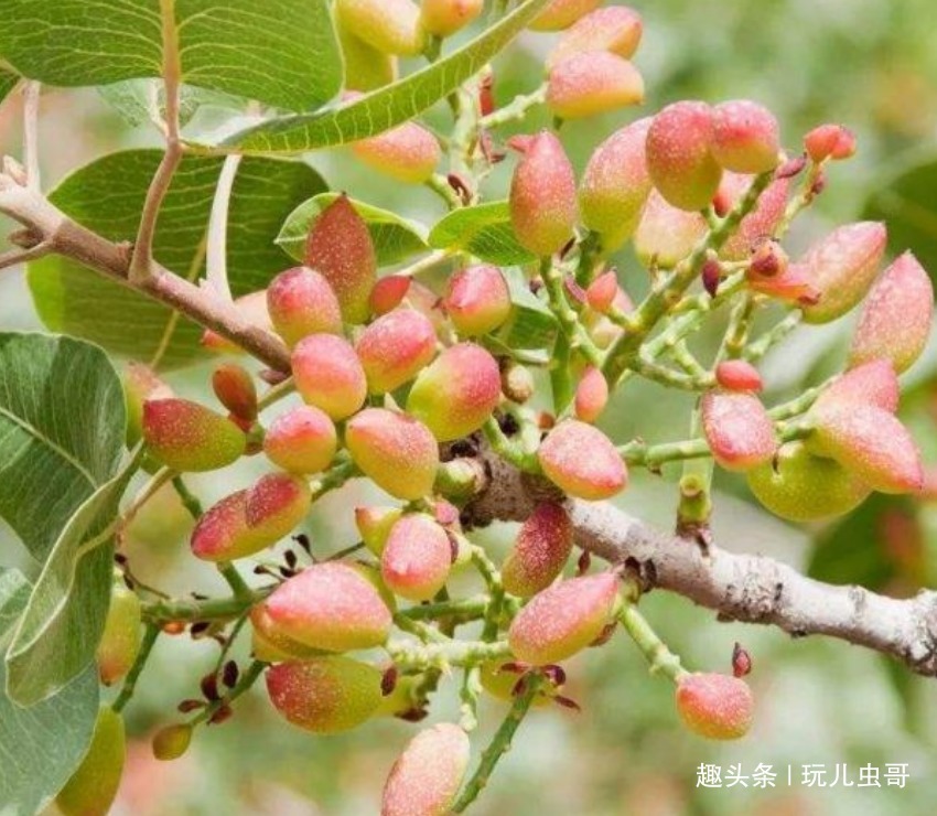 中耕除草|开心果六年结果,营养丰富,重视四点,收获优质美味的开心果来!