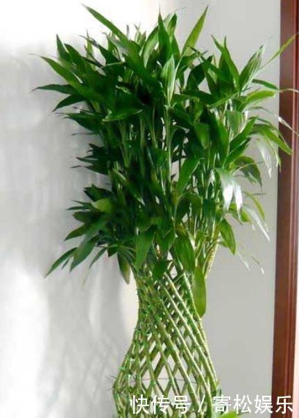 现在就养3种花，好养招财又旺人，人旺事业顺，财源滚滚！