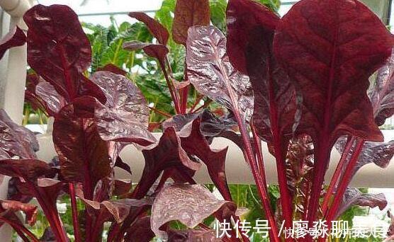 猪肉|此种菜比盆景好看比猪肉好吃，种一盆源源不断拔叶吃，连续十个月