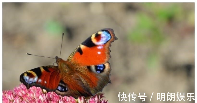 星座|未来一周,遇真爱,月老点名,爱情随之即来身边的4大星座