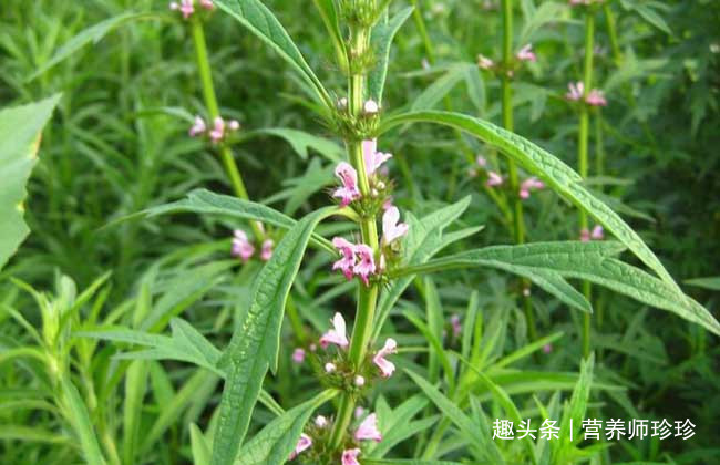 野草|有“妇女之友”的益母草开花了，赶紧采点晒一晒，网上卖20元一斤