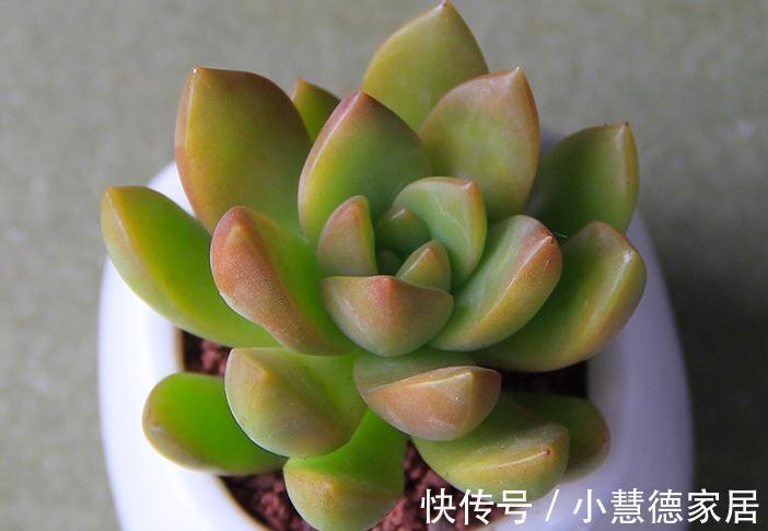 管它多肉普货还是贵货,能养出高颜值就是好货