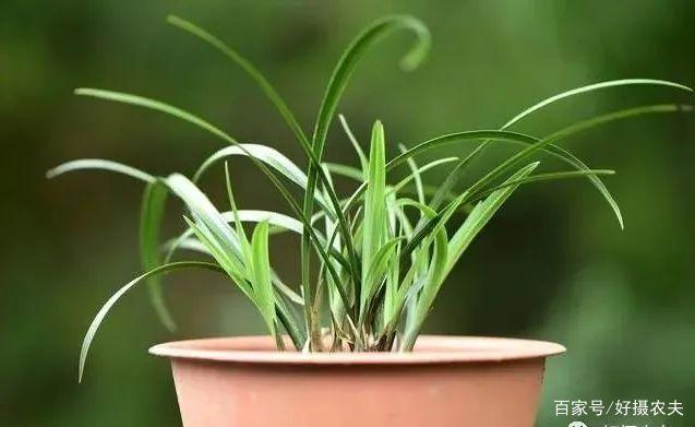 兰花换植料后,叶片有点萎蔫,是不服盆吗