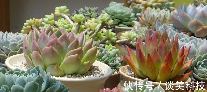 适合新人养殖的5款多肉,它们好看又易爆盆,拿来练手正好
