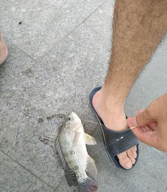 咬断鱼线、驱赶罗非鱼,珠江来了群“凶猛掠食者”,钓鱼人头疼