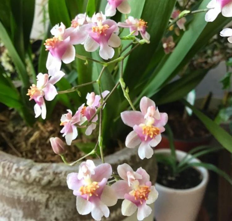 4种花，漂亮易爆盆，开起花来拦不住，养盆放阳台美极了