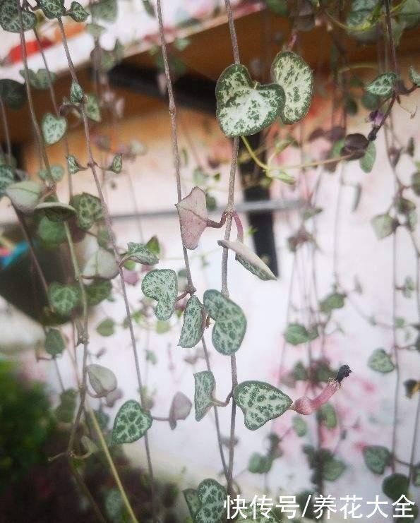 不耐晒的多肉，看看你家的有没有上榜，赶紧从太阳底下收起来