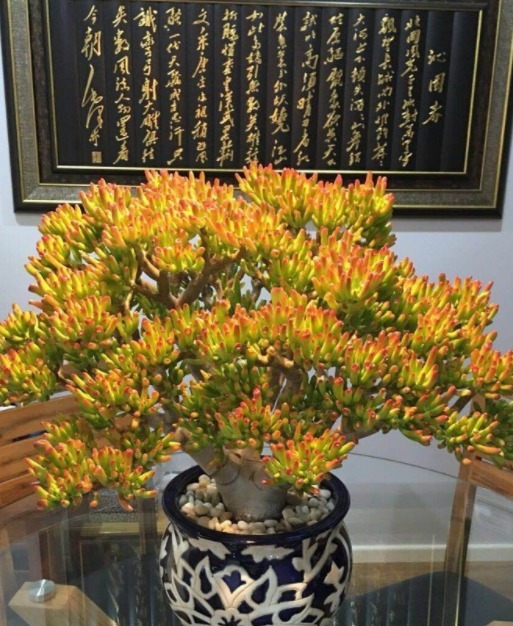 “客厅见叶,家大业大”,8种盆栽任选一种,高雅“贵气”寓意好