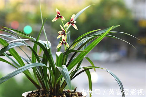 养花|卧室种上6种花,皮实又好养,清新又干净,值得拥有