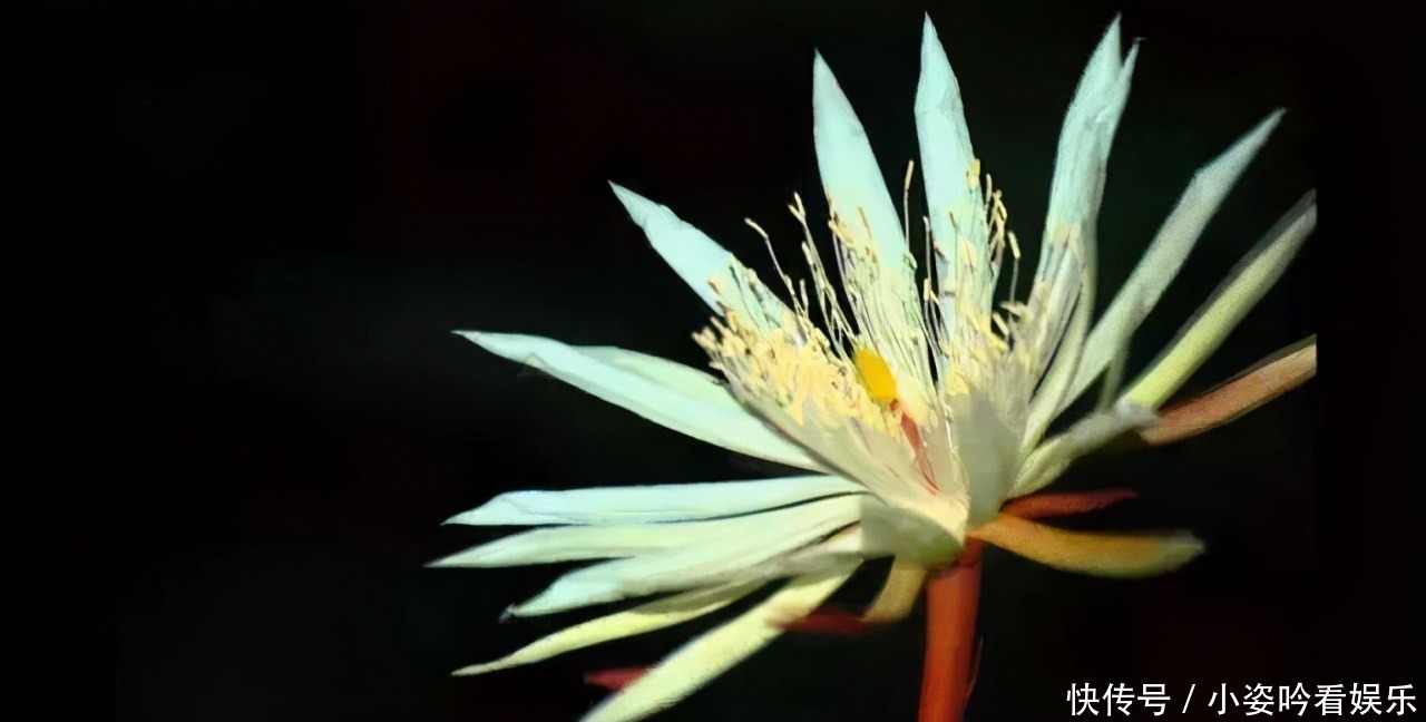 植物界|世界上最贵的6种花，植物界的“无价之花”，看看你认识几种