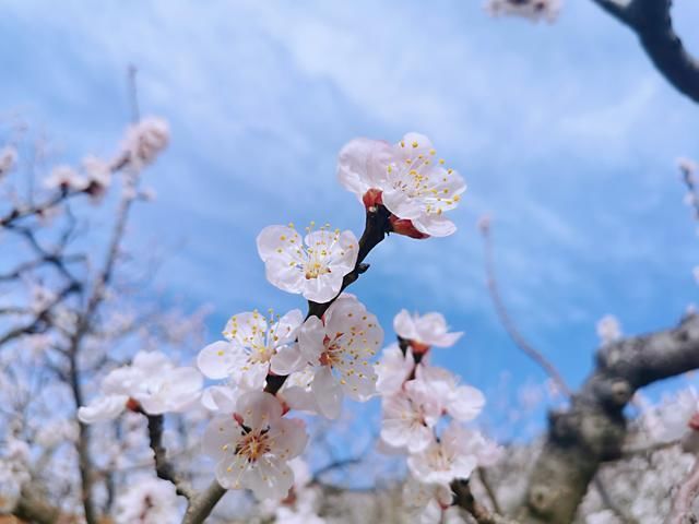 胜日寻芳平谷春，北寨万亩杏花绽放迎游客