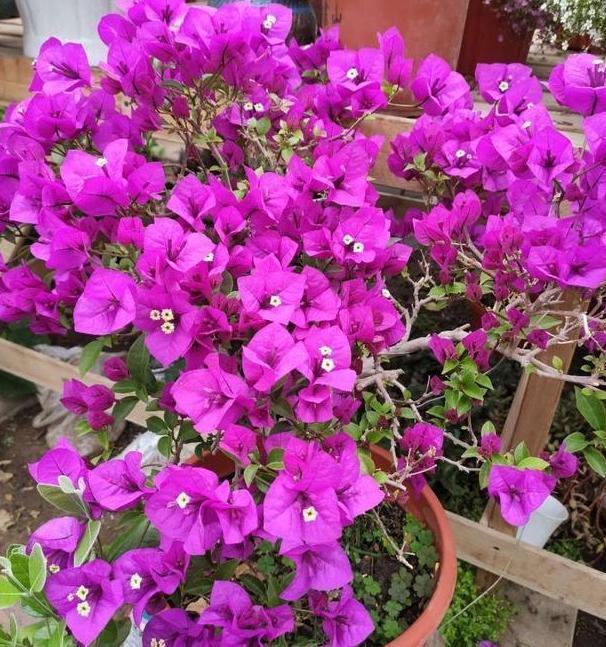 养花宝|厨房里的它是''养花宝'',扦插植物、浇花,可取代生根剂