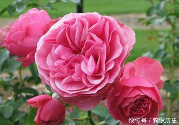 4种花美的出奇,花好看名好听,满树花朵漂亮极了