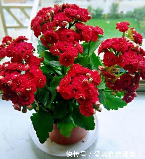 爆花|有个小阳台,定要养棵“红宝石”,满枝红花真喜庆,多季节有花赏