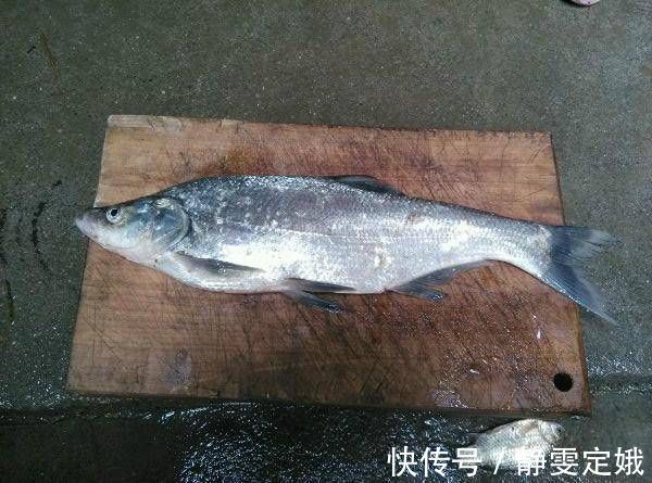 这种鱼到底是不是翘嘴呢，虽然长得挺像，但是这种鱼长不了一米