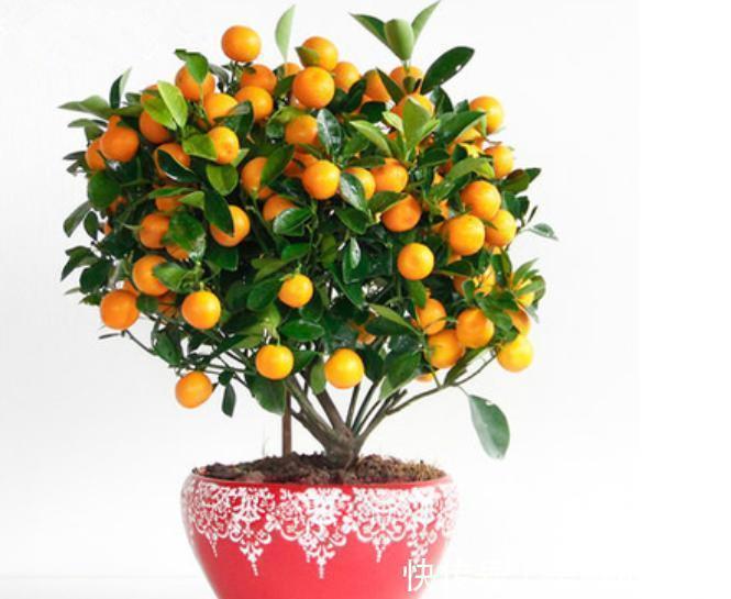 寓意|9种“带钱花”,家里养一盆,寓意财源滚滚来,最后2种你见吗?