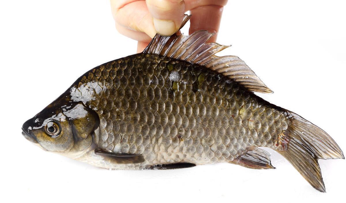 买鲫鱼,要分清“工程鲫”和“土鲫”,差别很大,买错浪费钱