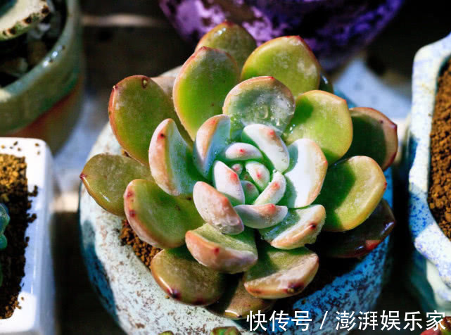 密封|多肉不好养给它喂点“这种水”,快速上色越长越旺,爆盆不是梦