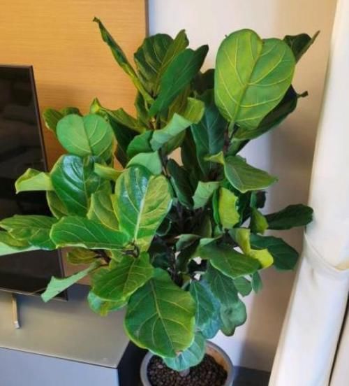  以推动植物|现在肥料品种太多，不知道怎么选择？教你正确使用，花开四季不断