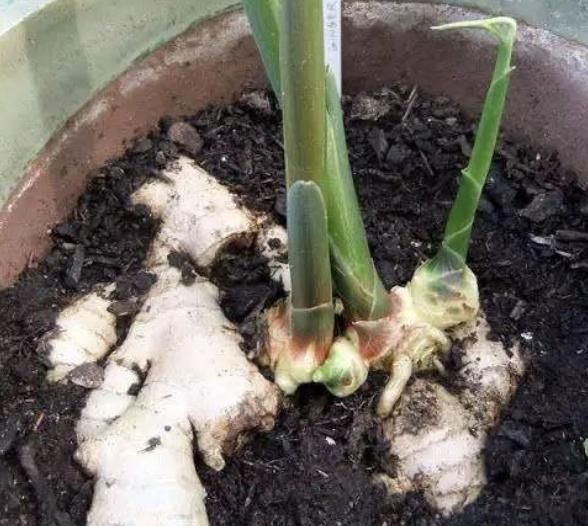 厨房里的“姜块”,拿出来种“盆里”,50天变盆景,比积雪草好看