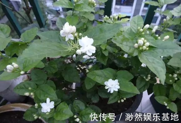 茉莉花这么养，花争着开，只需几个妙招，修剪是重点