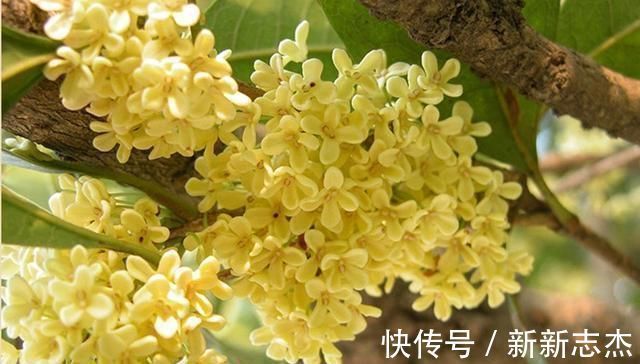 耐寒|夏天“最香”的花卉,比香水还好闻,四季花开,耐寒耐热还好养