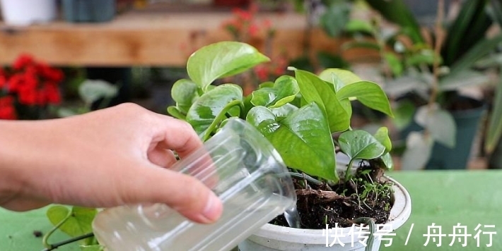 淘米水、牛奶、果皮等“废料”可以当花肥,但是养花大神很少用