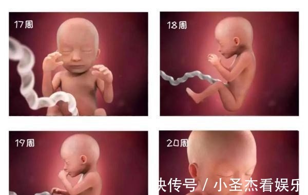 b超|由受精到新生儿,胎宝宝怎么成长的?一组过程图带你探索生命奥秘