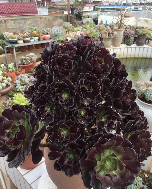 想要法师猛爆头?掌握几个小技巧,学会了轻松养成手捧花!