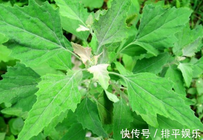 补药|这种野菜一定要吃,胜过一切补药,尤其是老人,营养价值极高