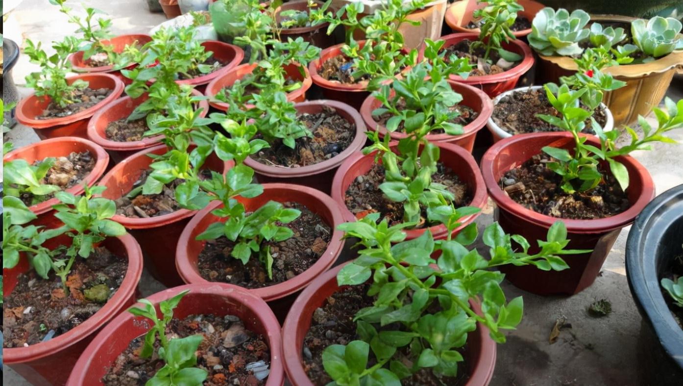 9种漂亮花,现在扦插“正当时”,喜欢别错过