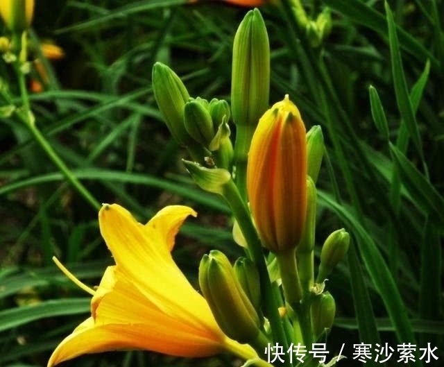 常用的调料是营养素,养花必备