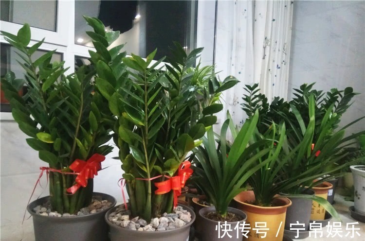 盆栽金钱树,牢记4诀窍,金钱树猛长不停,油绿发亮,财运旺!