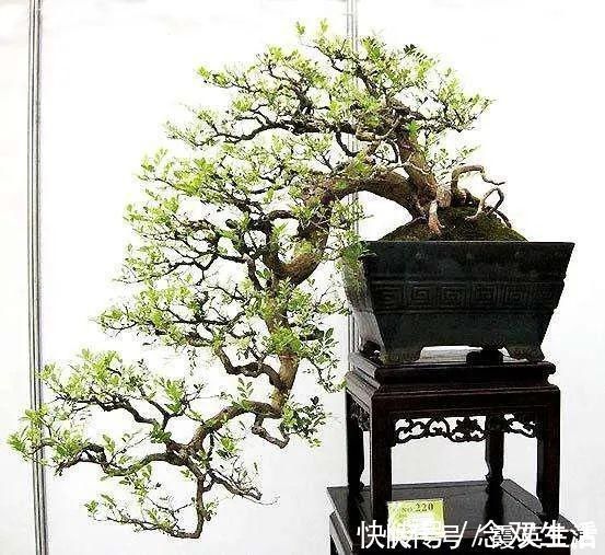 叶片|盆景制作技法夏天来到,盆景脱衣换锦,有6种好处