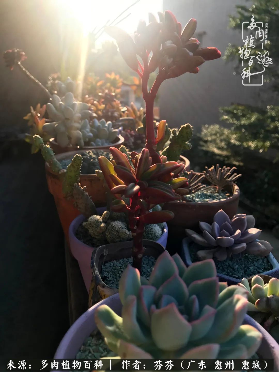 养花|一种爱好就是一种境界，养花养多肉可以培养一个人的心境！