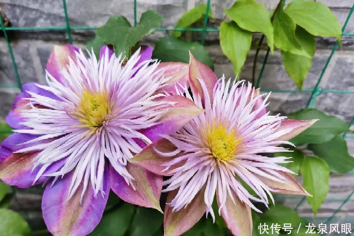 很好养的3种花,养室外养庭院里,一片繁花,芳香漂亮