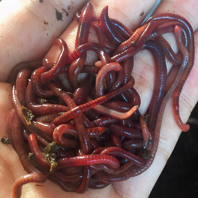 谁才是野钓“饵料之王”多种入围,但只有一种胜出