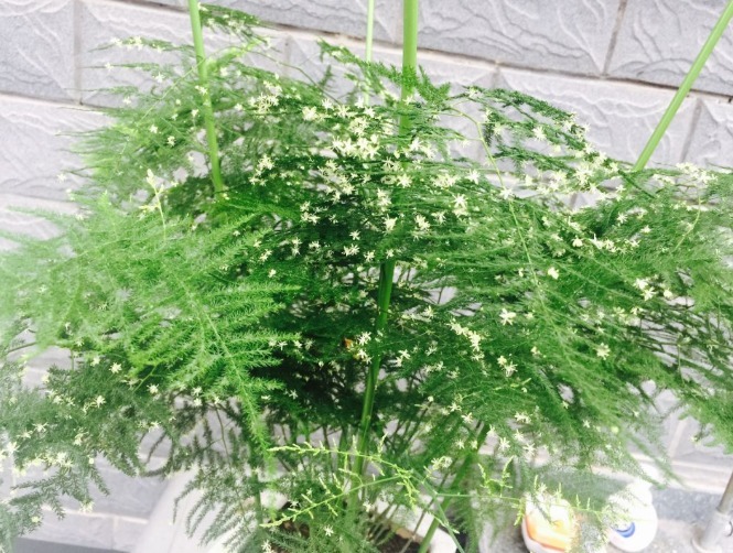 超耐阴的文竹，3个小手段，养成绿油油的小森林！