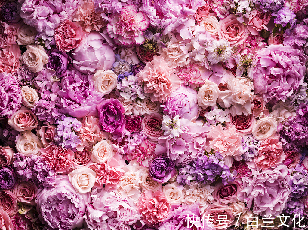 浇水|为什么你总把花养死深度剖析花草养不活的5个主要原因