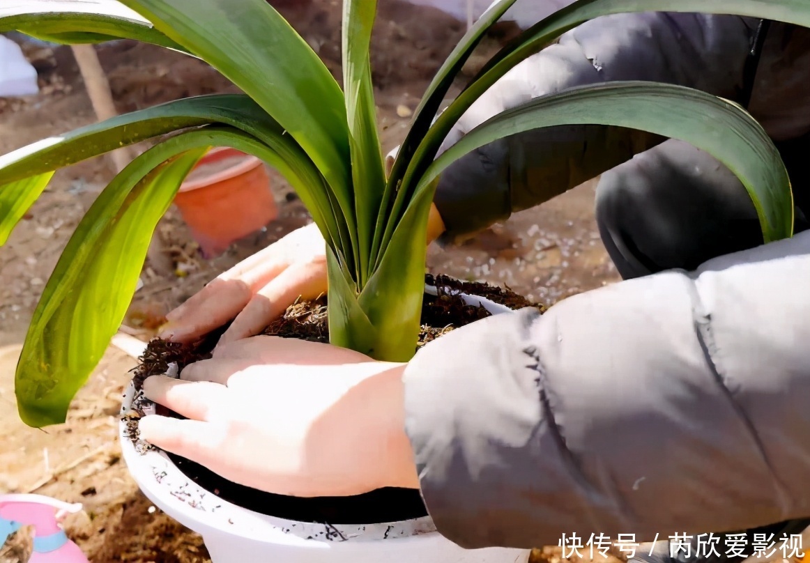 土壤土|君子兰换盆要选对时间，最佳时期是现在，要掌握技巧，别盲目操作