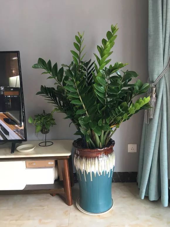 家家|4种名字“有钱”的花,越养越有钱,家家必备!