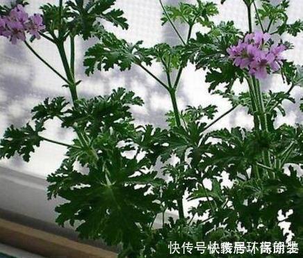阳台上|这四种花草，随便摆一盆在家，蚊子不见了，驱蚊好养又漂亮