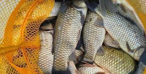 冬钓大板鲫“9字真经”,注意这些方式方法,冬钓鲫鱼不是难事!