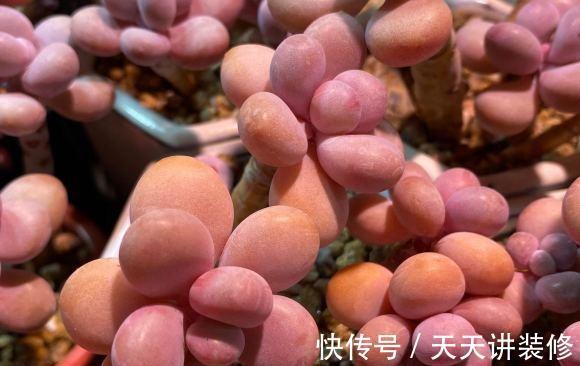 品种|做梦都想拥有的,桃林,橙林,独爱1种多肉,也是值得学习