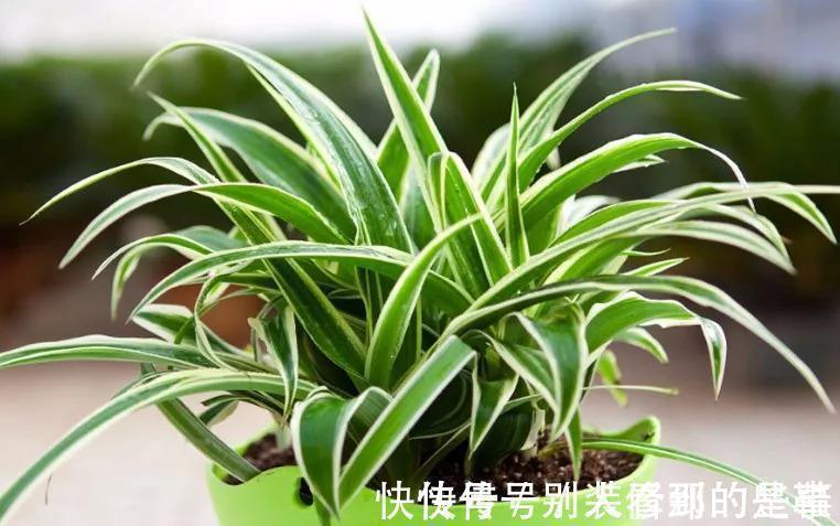 盆栽|最受欢迎的5种吊兰,一个比一个好看,皮实好养,适合阳台盆栽