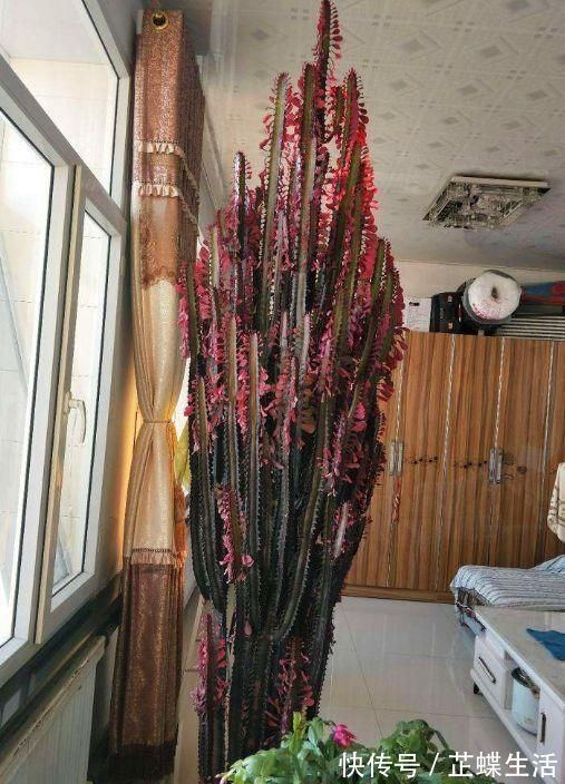 伤口|2个“大窍门”，扦插龙骨棒，3年窜屋顶，九柱龙镇宅又强壮
