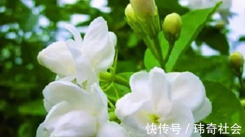 食物|想长寿全靠吃，3种食物不能少，排毒养颜，有益健康！