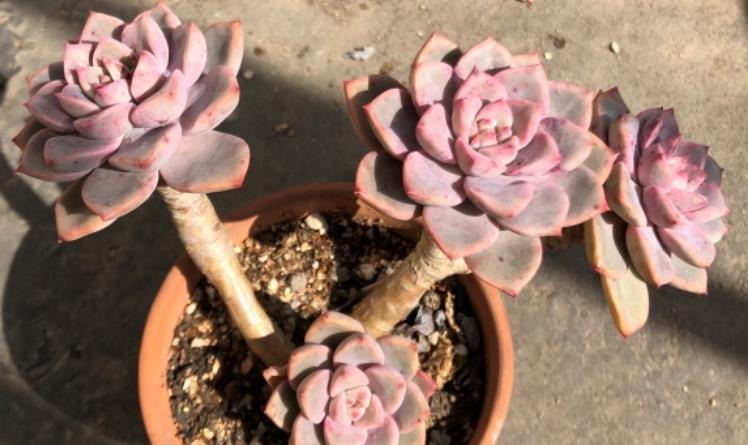 天气热温度高，多肉缺水也不敢浇？来看看有经验的肉友是怎么做的